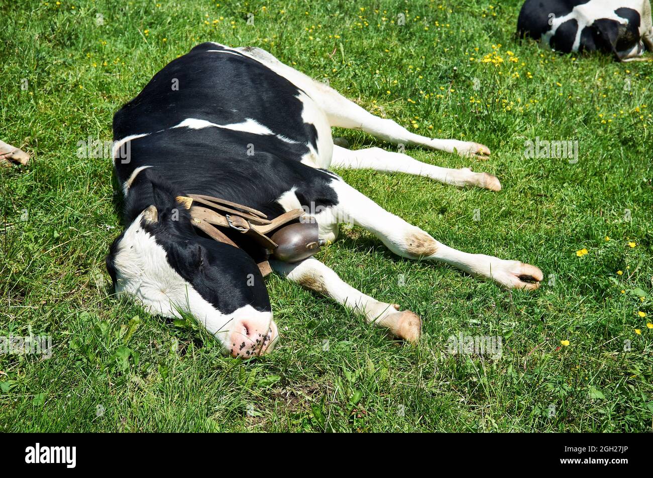 Holstein Cow Lying High Resolution Stock Photography and Images - Alamy