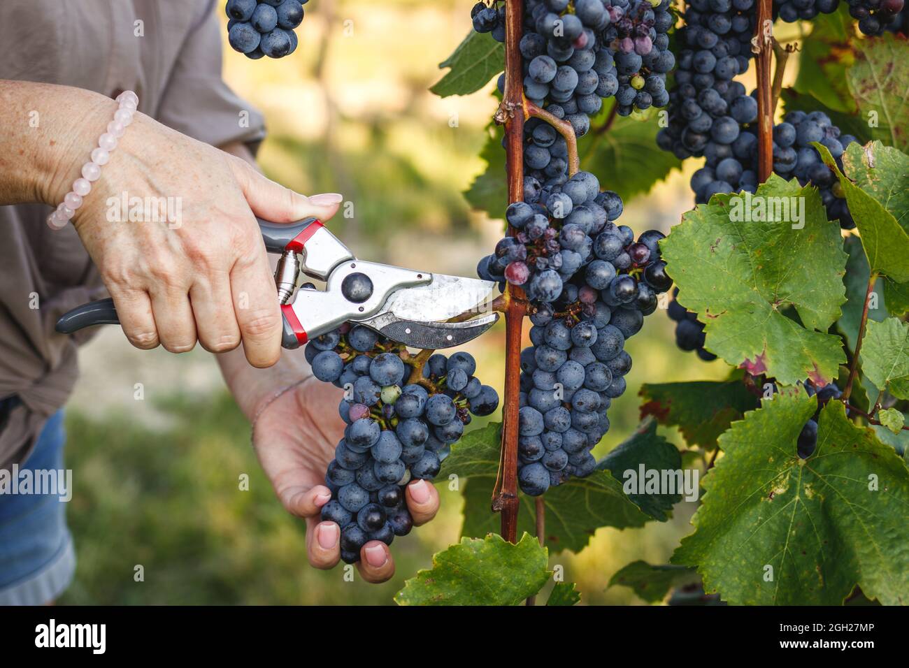 Farmer grape harvesting in vineyard. Woman using pruning shears for picking red grapes at autumn