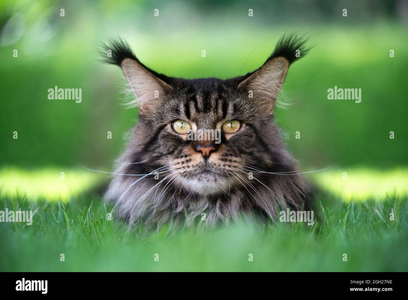 black tabby maine coon cat with long ear tips resting on green grass looking at camera Stock