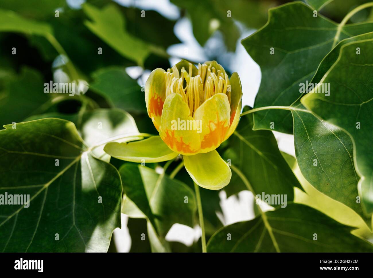 Detail of tulip tree -liriodendron or yellow poplar - with yellow -orange flower Stock Photo