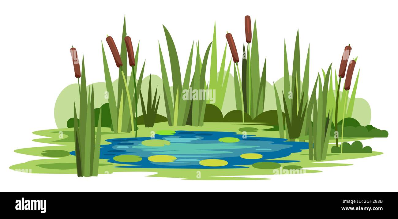 Swamp landscape with reed and cattail. Isolated element. Horizontally composition. Overgrown pond shore. Illustration vector. Stock Vector