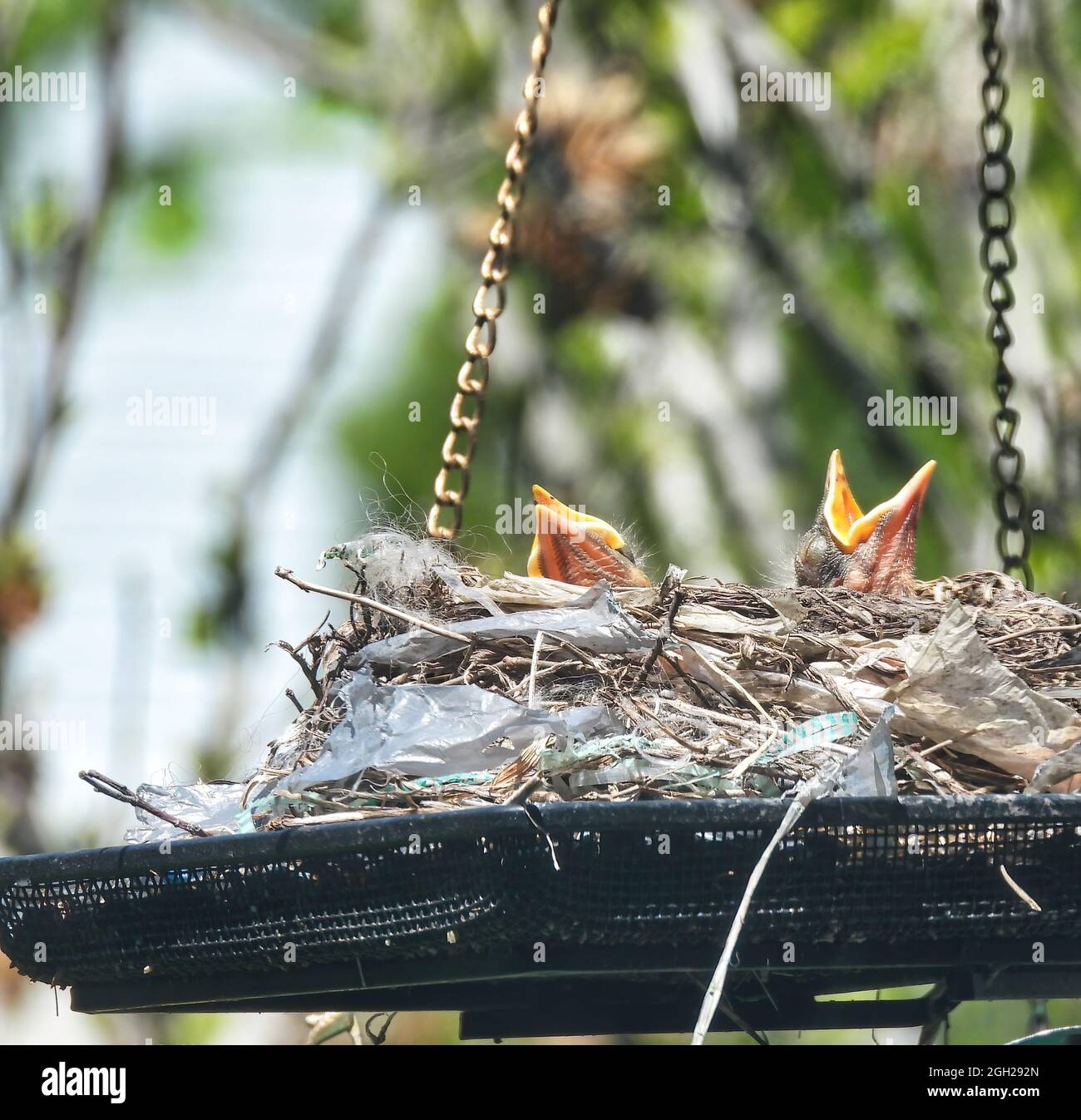 Birds in a Nest Four day old American Robins pop their heads and beaks