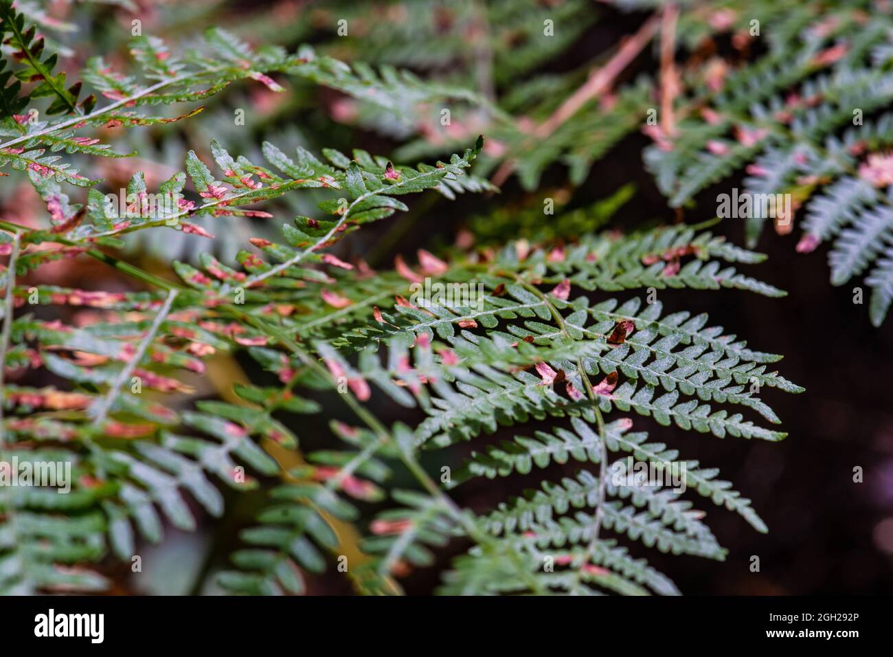 Musami Tree Surami High Resolution Stock Photography and Images - Alamy