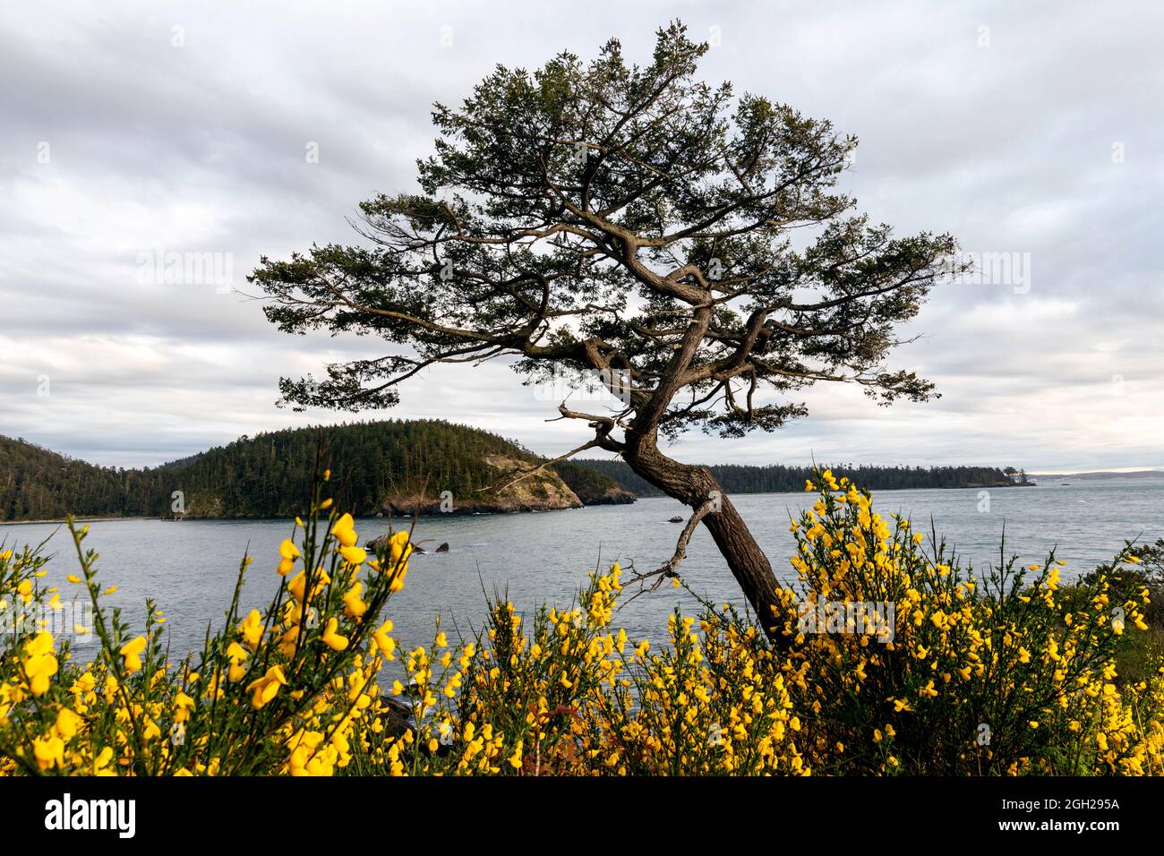 WA20234-00....WASHINGTON - Twisted tree on the edge of Sharp Cove and Bowman Bay in Deception Pass State Park. Stock Photo