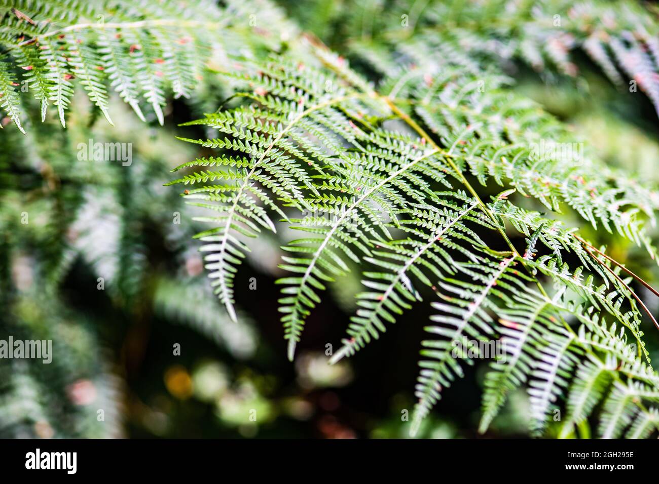 Musami Tree Surami High Resolution Stock Photography and Images - Alamy
