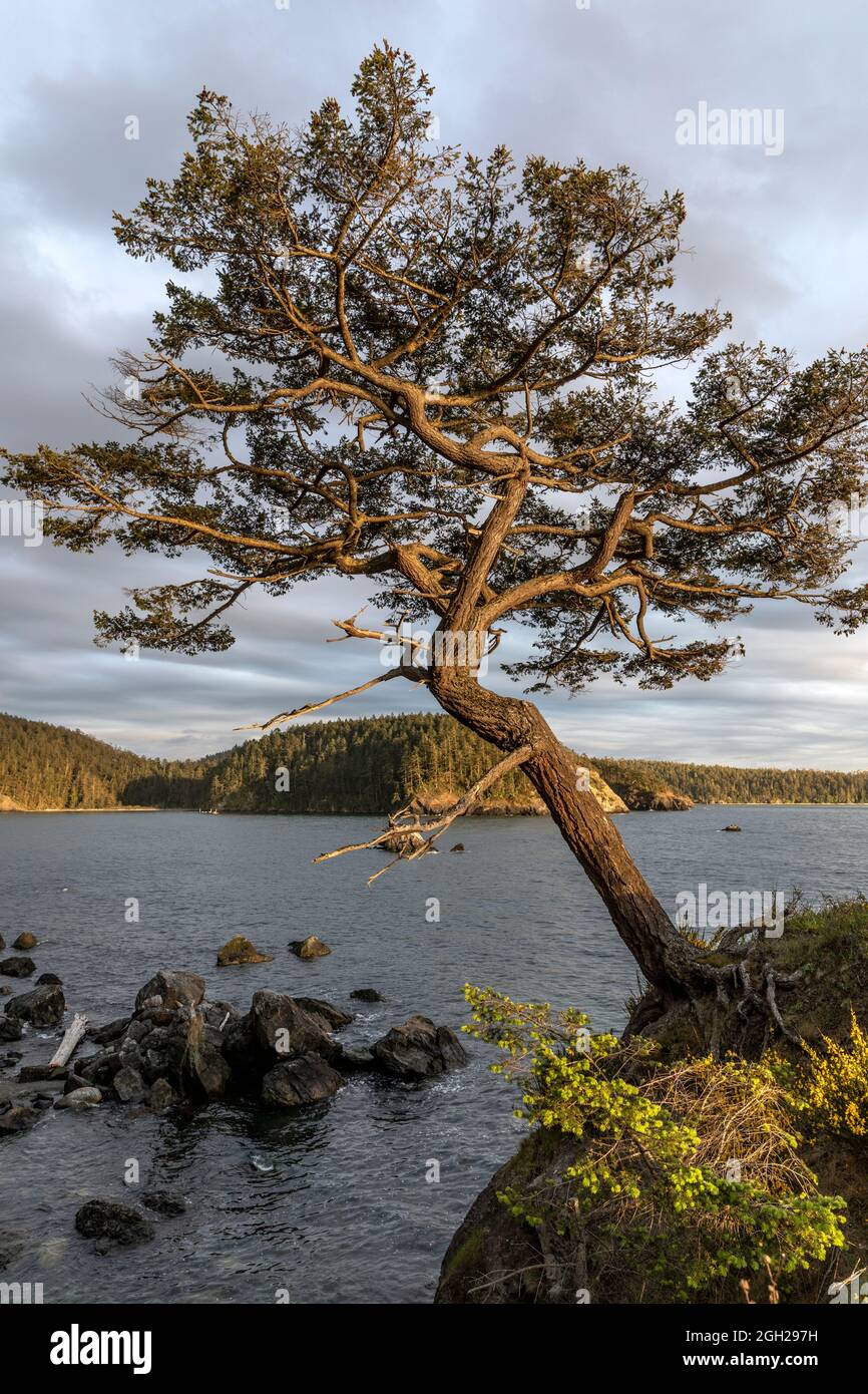 WA20235-00....WASHINGTON - Twisted tree on the edge of Sharp Cove and Bowman Bay in Deception Pass State Park. Stock Photo