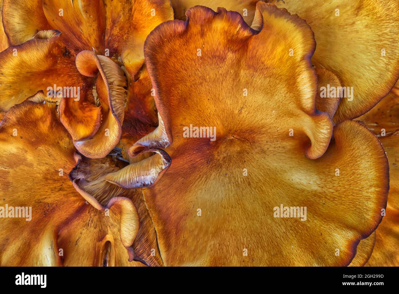 Sulphur Shelf 'Laetiporus sulphureus' growing on Coastal Live Oak stump, Texas. Stock Photo