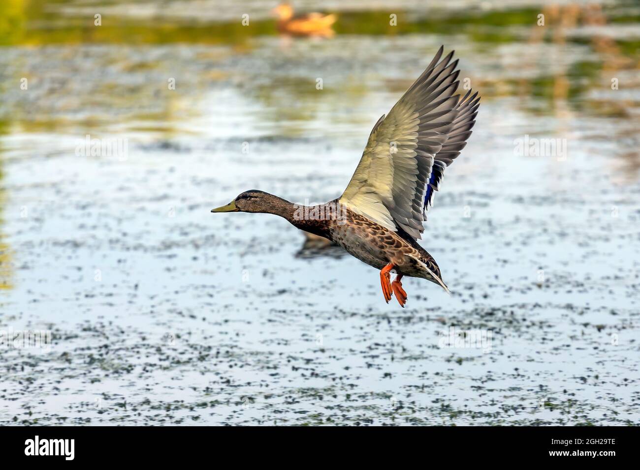 Mallard ducks in flight over lake. Genus species Anas platyrhynchos ...