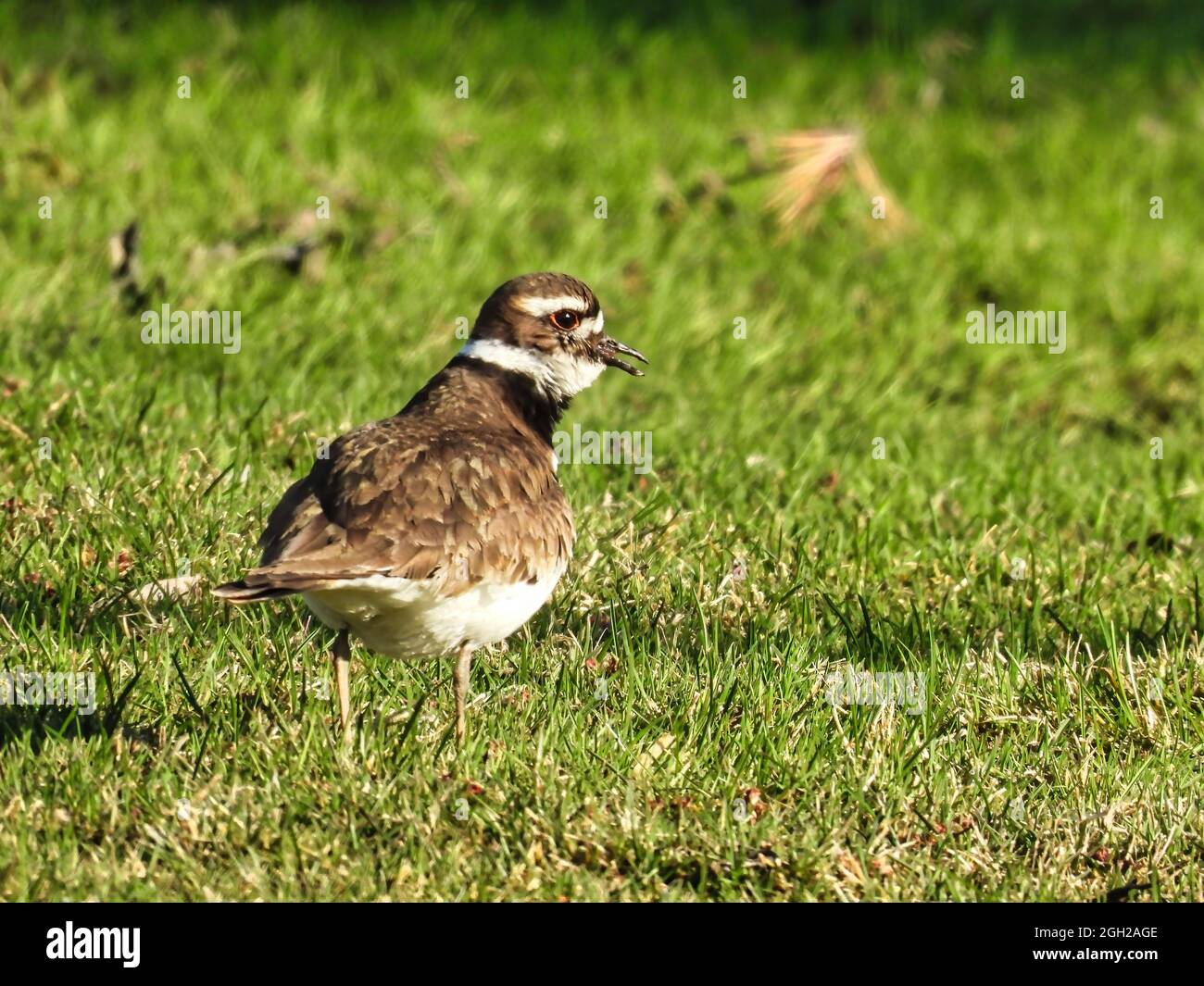Killdeer bird in the grass A Killdeer bird in the grass hunting and