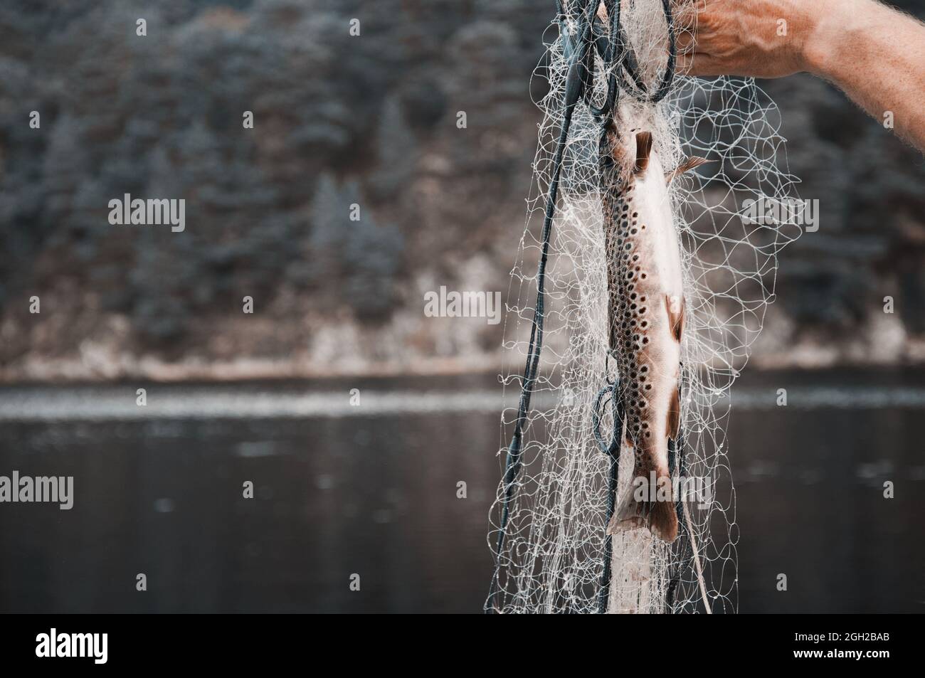 Trout caught in the net Norway. Stock Photo