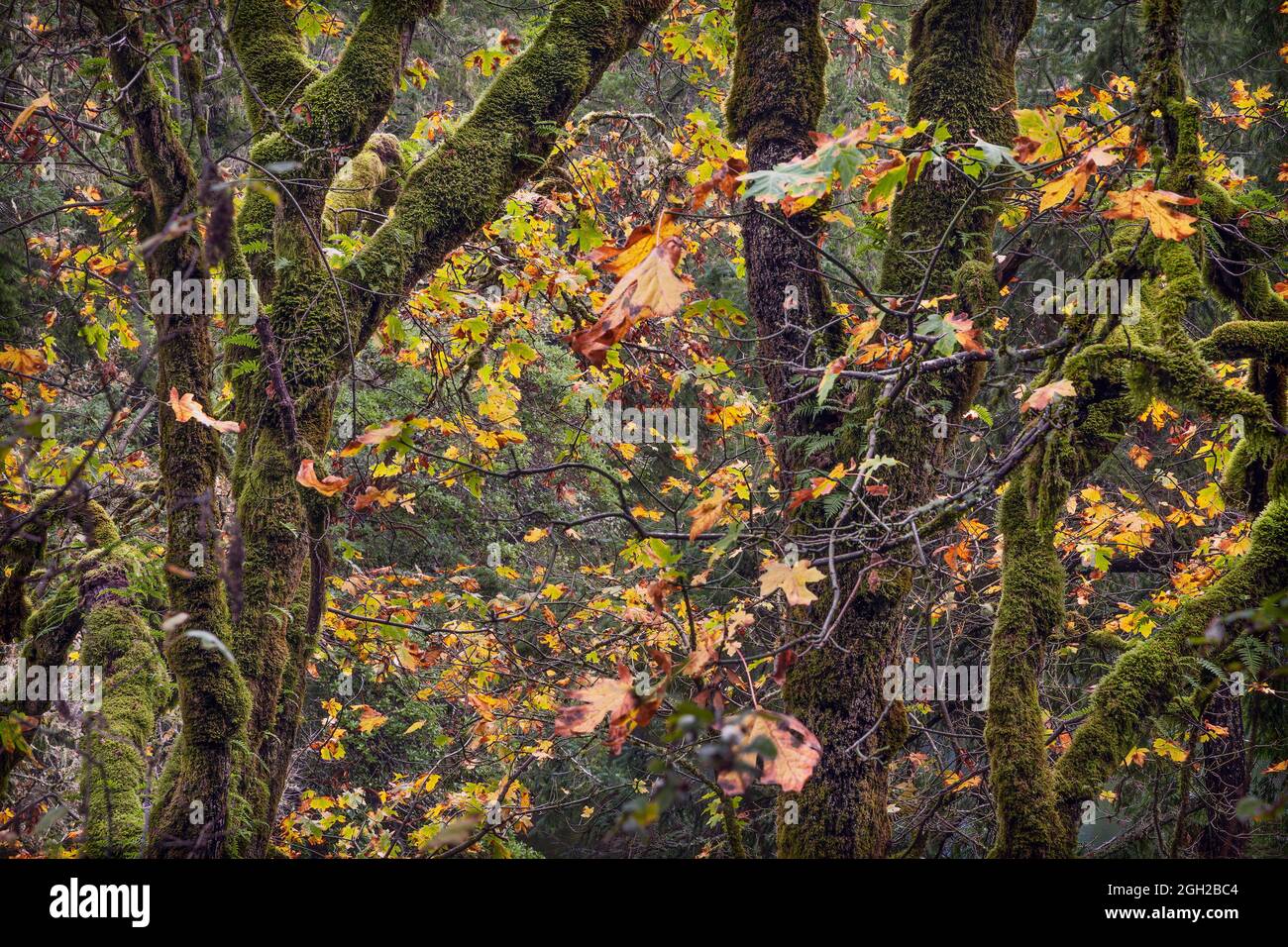 Autumn leaves in Strathcona Provincial Park Stock Photo