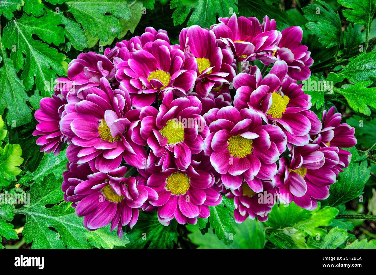 Purple white Chrysanthemum bush variety Haydar in autumn garden. Flowers with yellow centers and white tips on petals with leaves. Fall floral backgro Stock Photo