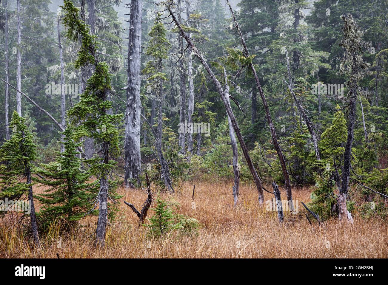 Woodlands of the Forbidden Plateau within Strathcona Provincial Park Stock Photo