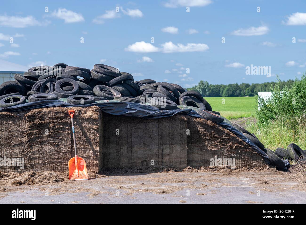 Orange plastic shovel against silage in a pit on a dairy farm in the Netherlands Stock Photo