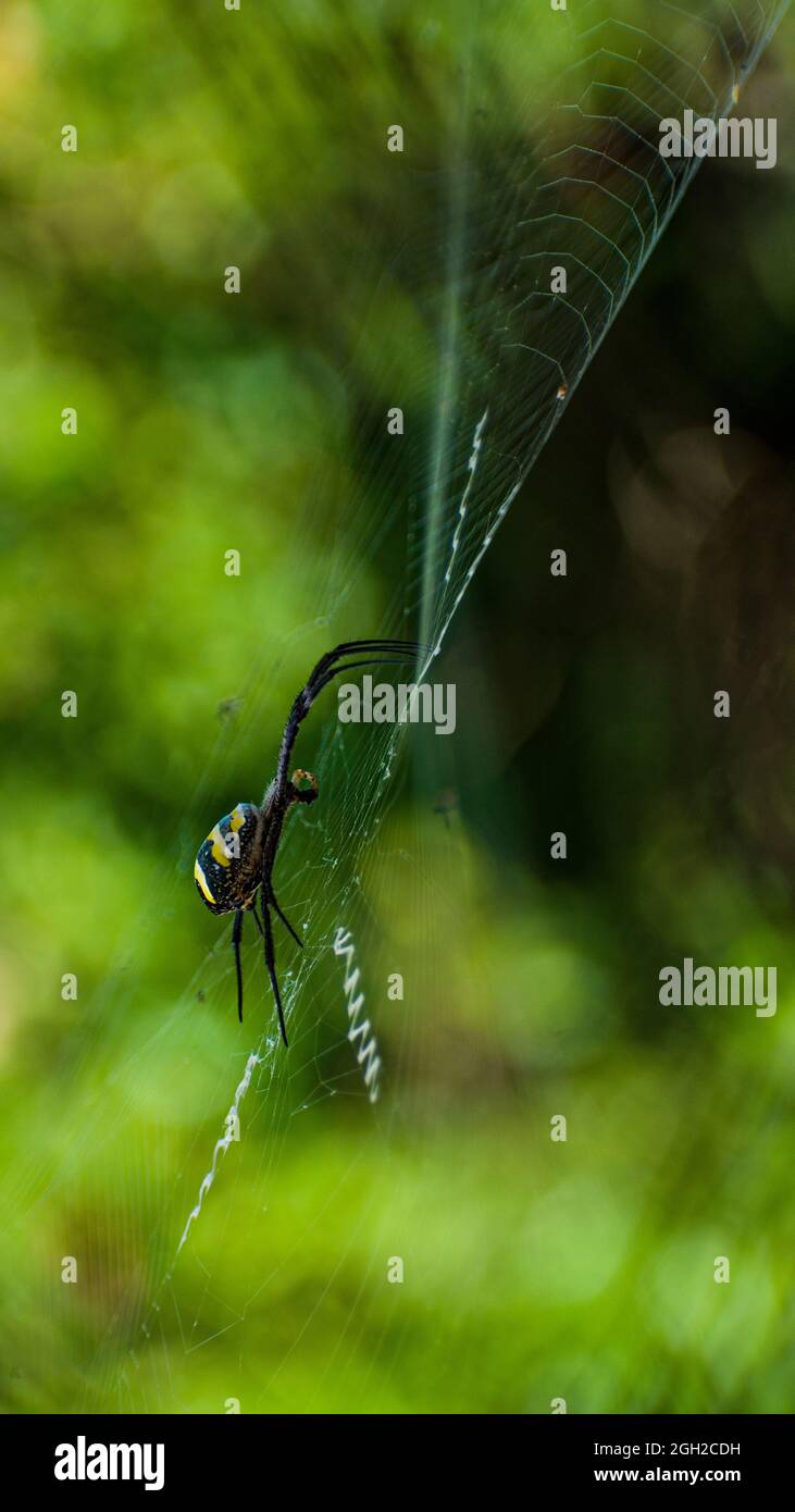 A macro picture of a of a garden spider in it's web Stock Photo - Alamy