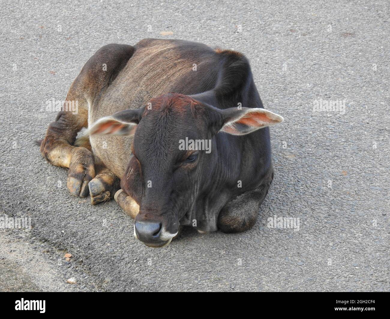 Closeup shot of ablack cow lying on the concrete surface Stock Photo ...