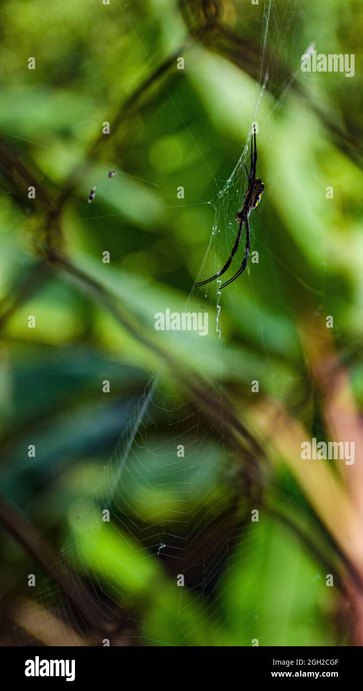 A macro picture of a of a garden spider in it's web Stock Photo - Alamy