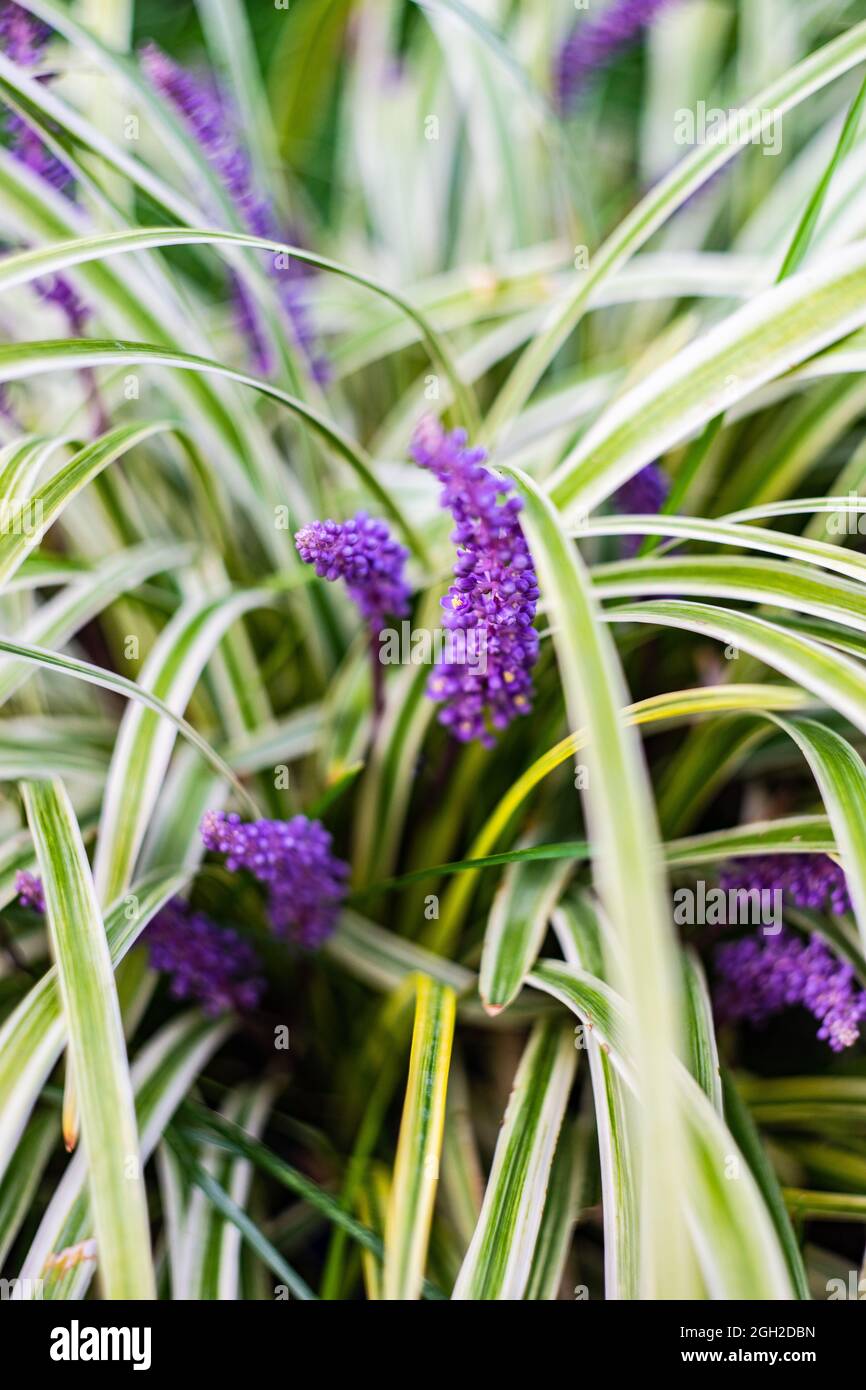 Flowering liriope muscari plant in a summertime park Stock Photo