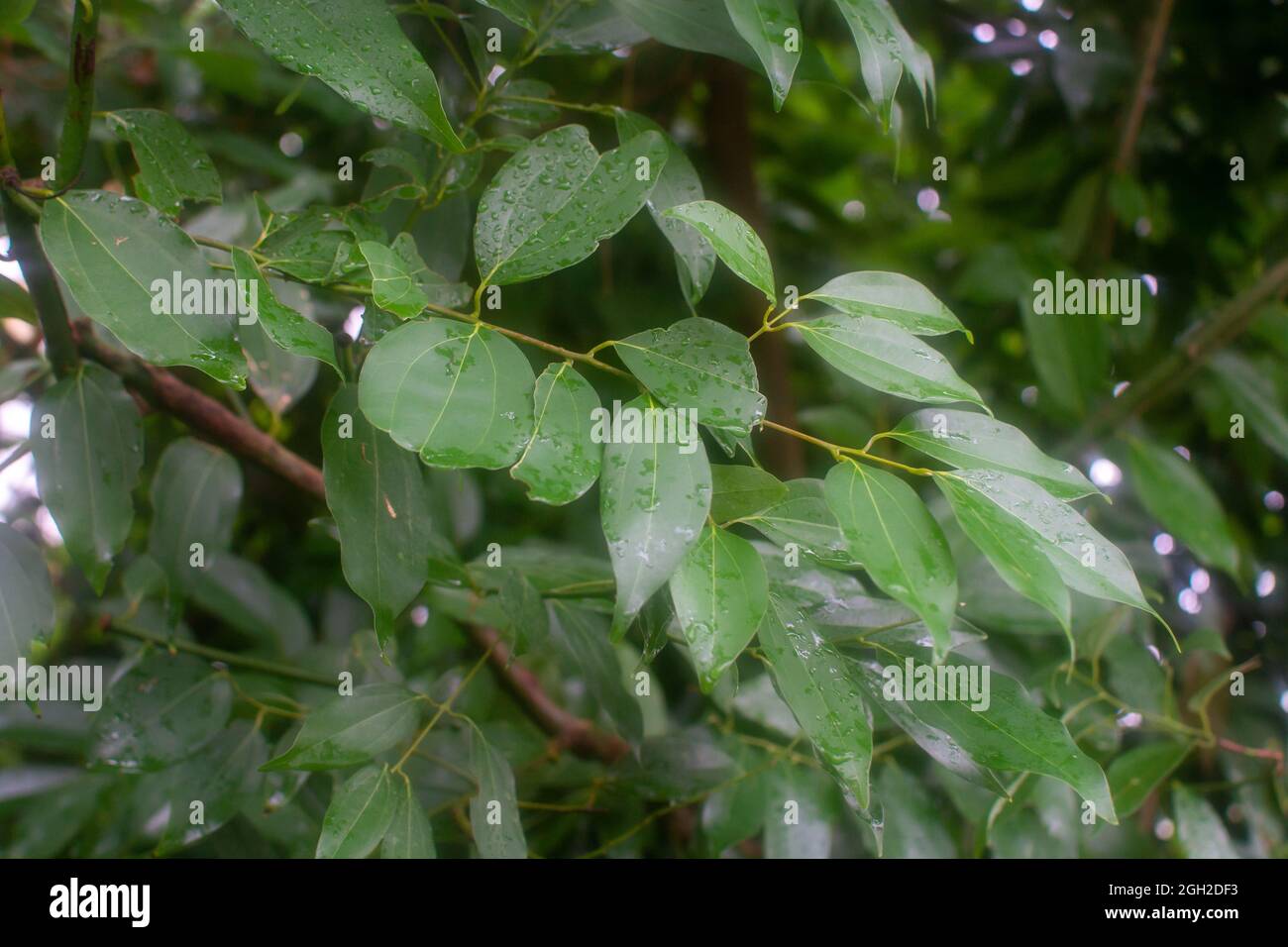 Botanical collection, Cinnamomum, wet leaves of green tropical