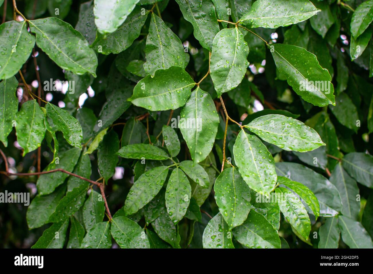 Botanical collection, Cinnamomum, wet leaves of green tropical