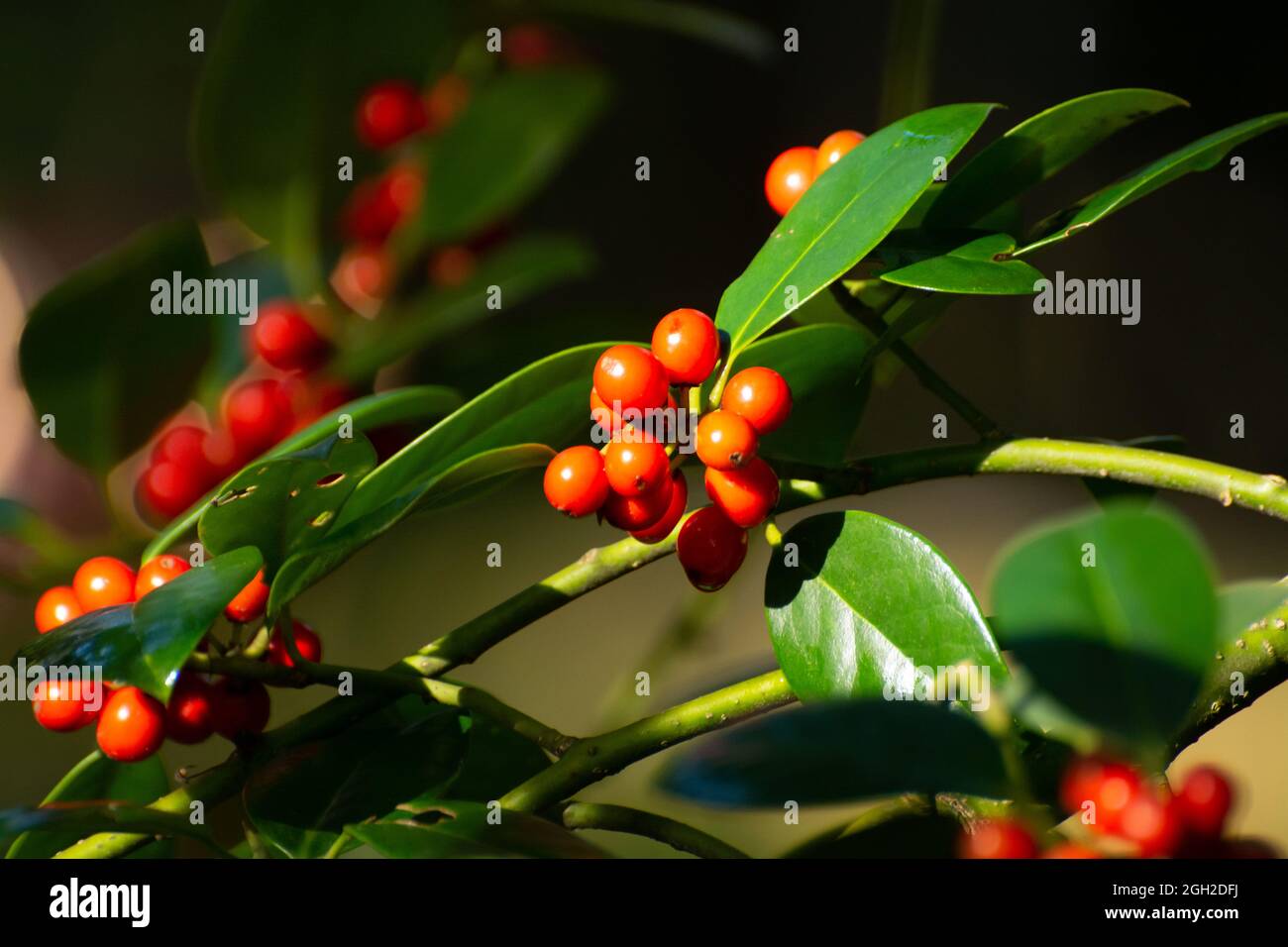 Red ripe berries of ilex aquifolium plant in autumn Stock Photo
