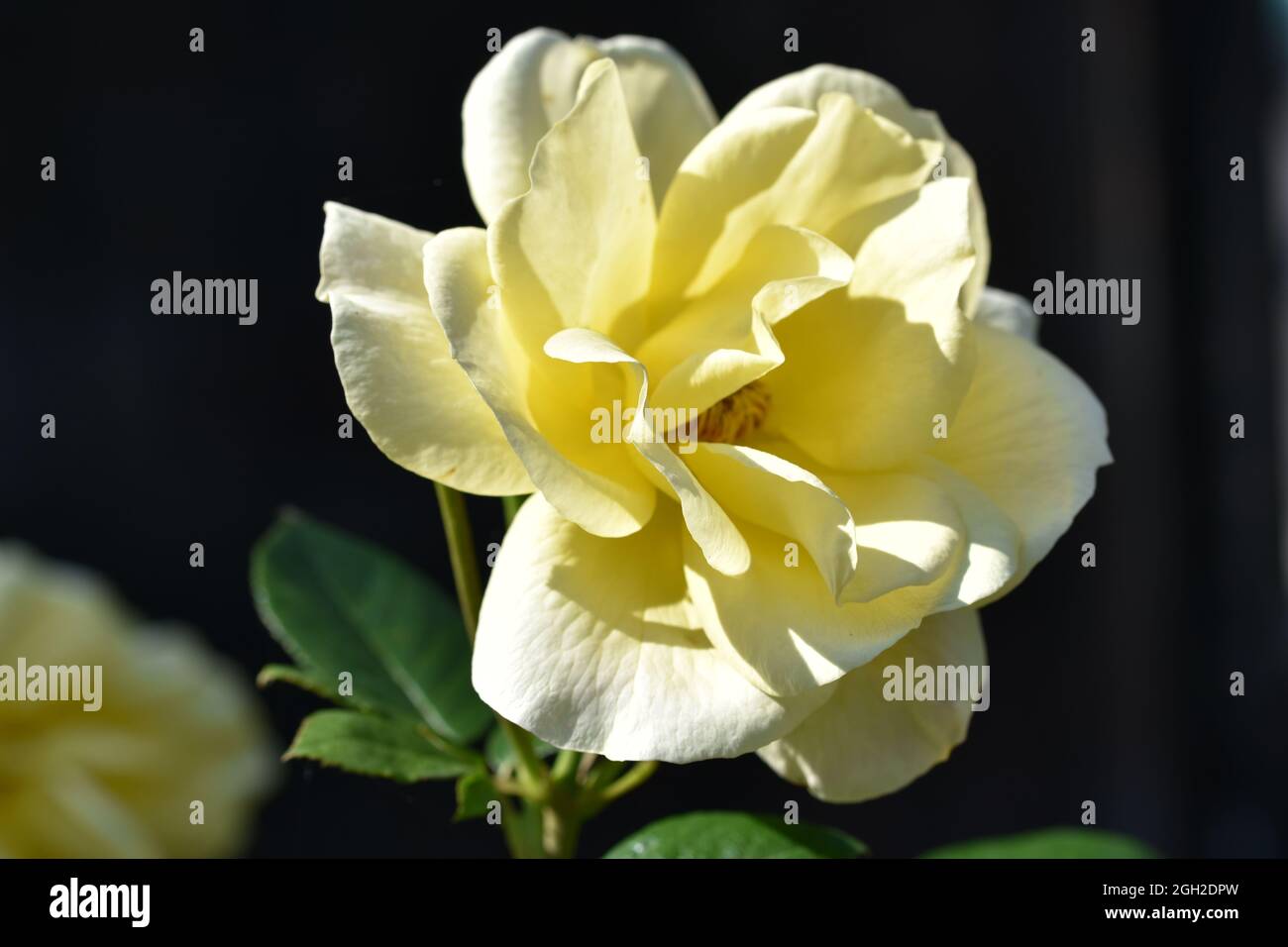 A beautiful single yellow rose with a dark black background Stock Photo
