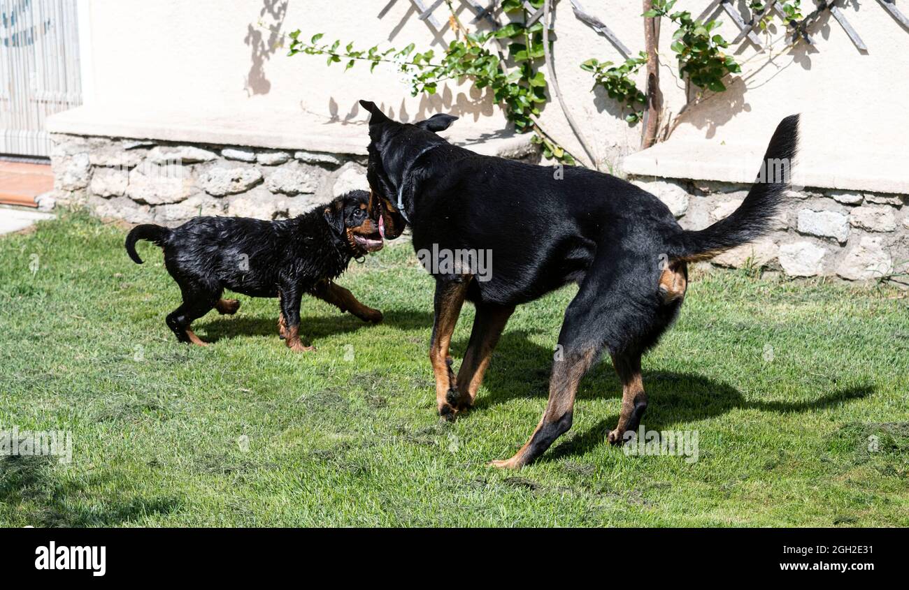 puppy rottweiler playing with an adulte beauceron Stock Photo