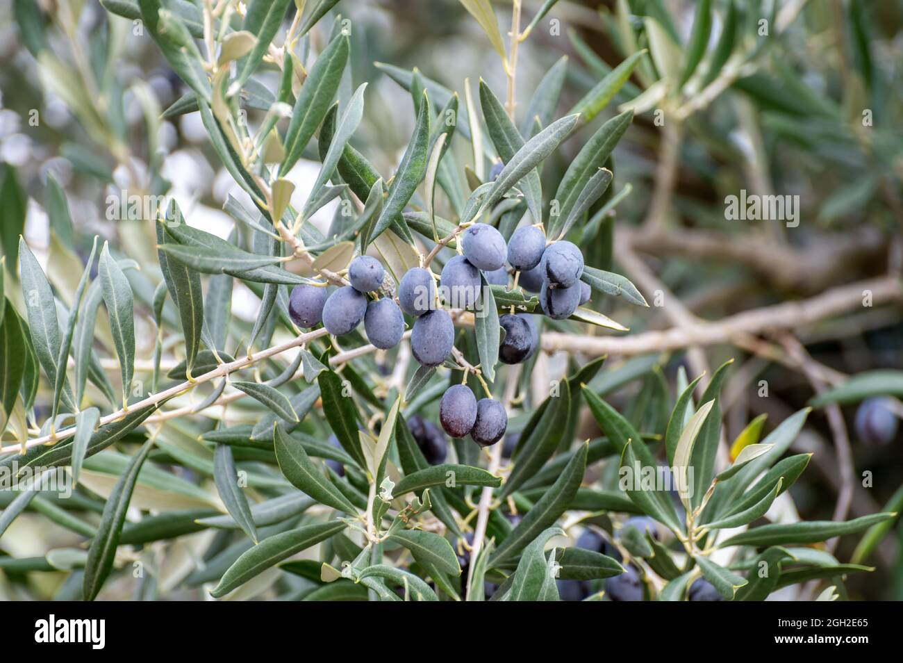 Ripe black and green olives hanging op olive tree ready to harvest ...