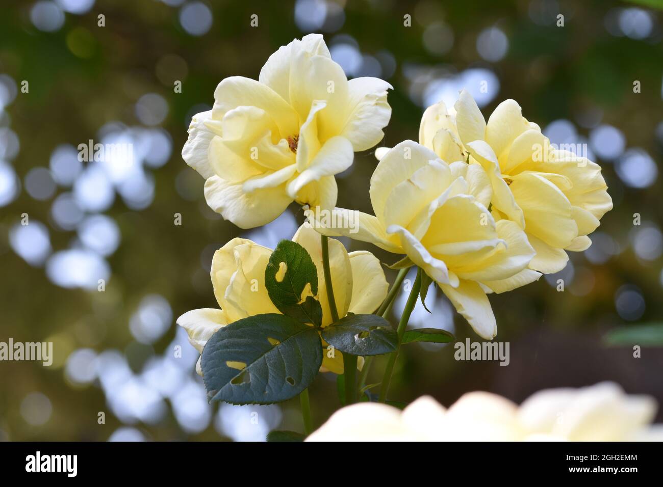 A bunch of yellow roses with a beautiful green bokeh background Stock Photo