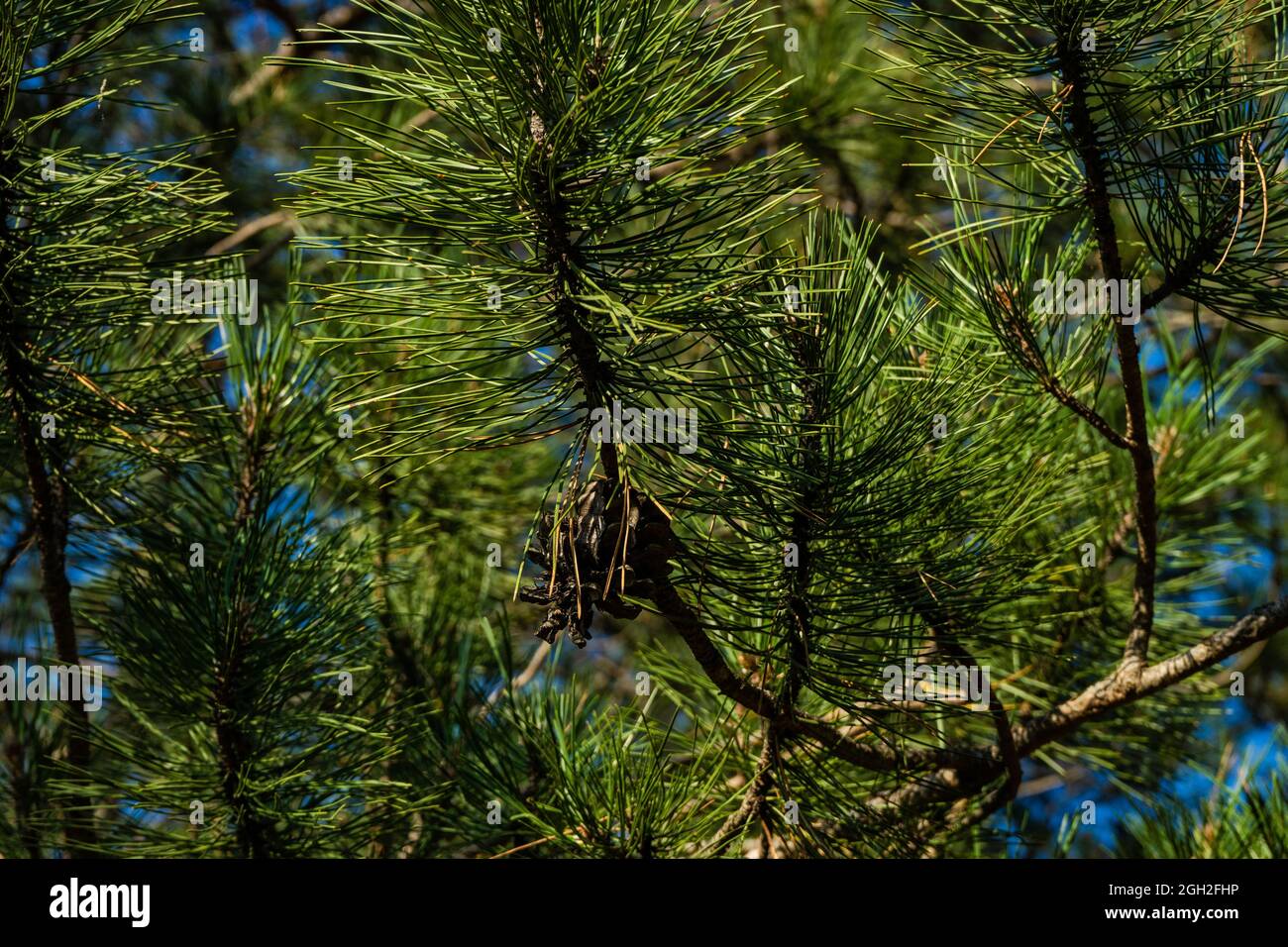 Branches mountain pine close hi-res stock photography and images - Alamy