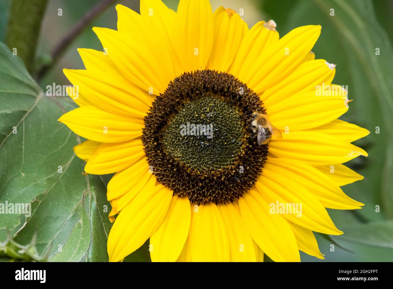 Bee on sunflower, Helianthus annuus 'Harlequin' Stock Photo