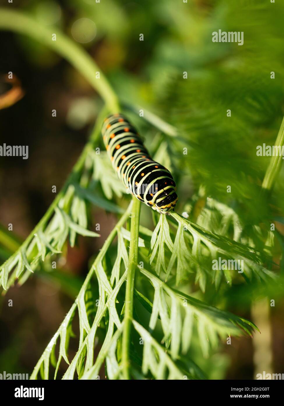 Swallowtail caterpillar feeding on carrot greens. Stock Photo