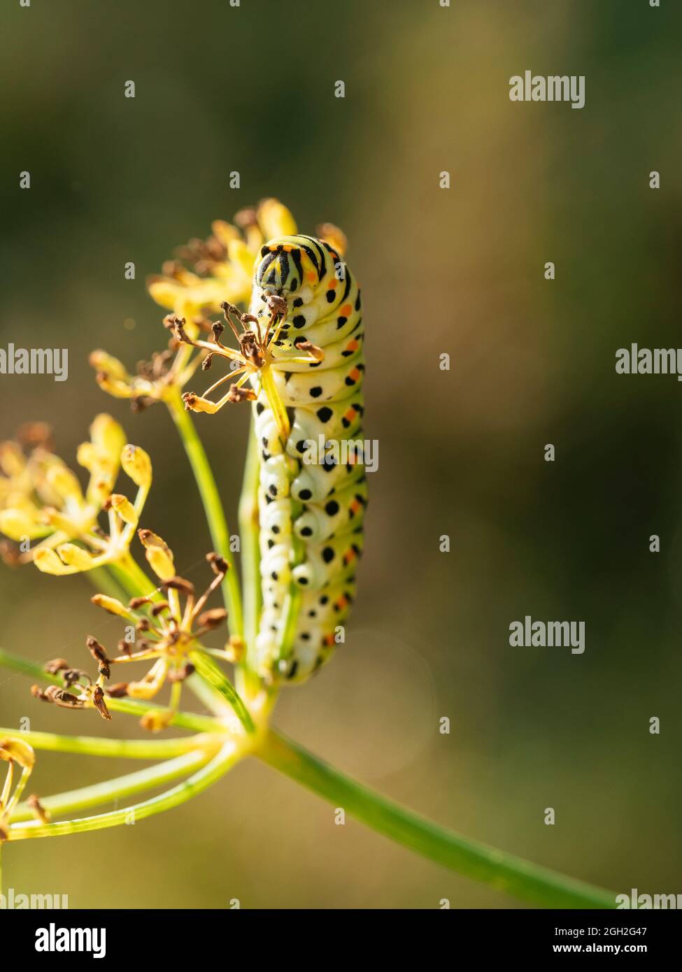 Swallowtail caterpillar feeding on fennel. Stock Photo