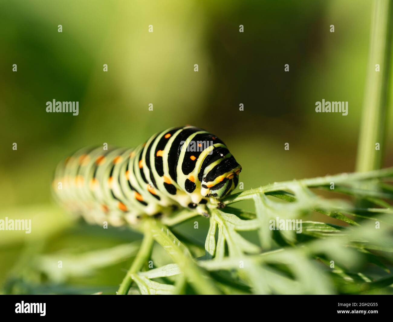 Swallowtail caterpillar feeding on carrot greens. Stock Photo
