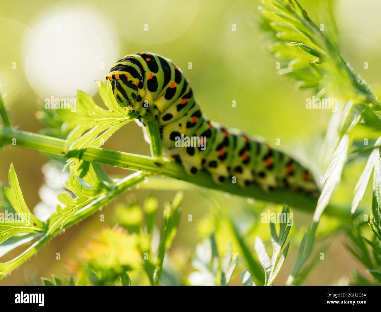 Swallowtail caterpillar feeding on carrot greens. Stock Photo