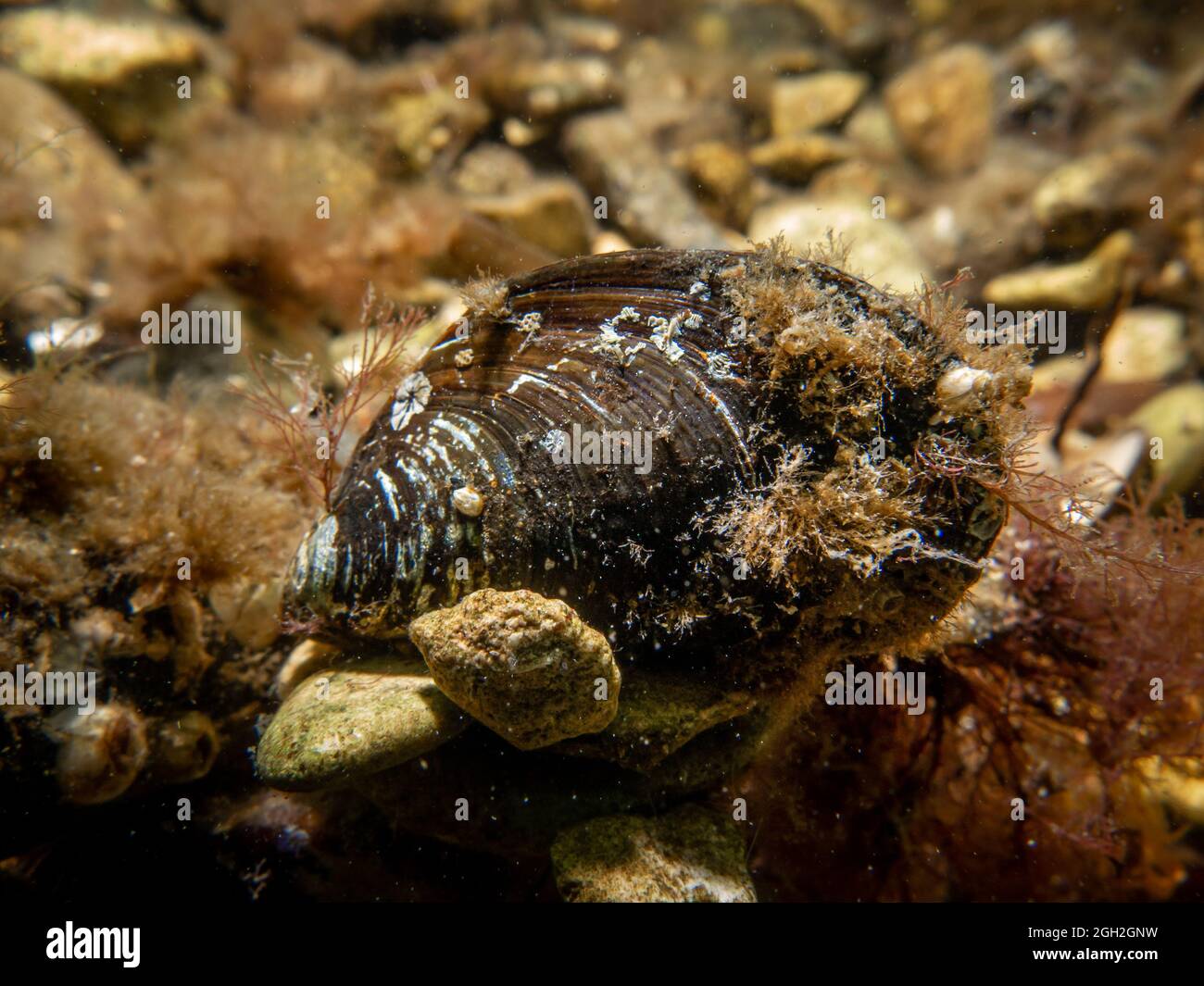 A close-up picture of a blue mussel, Mytilus edulis, in cold Northern European waters Stock Photo