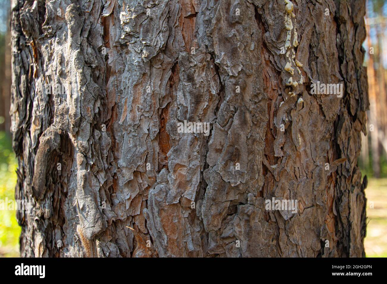 Texture of bark of Rocky Mountain Yellow Pine tree, latin name Pinus Ponderosa subspecies Scopulorum, in natural summer sunlight. Stock Photo