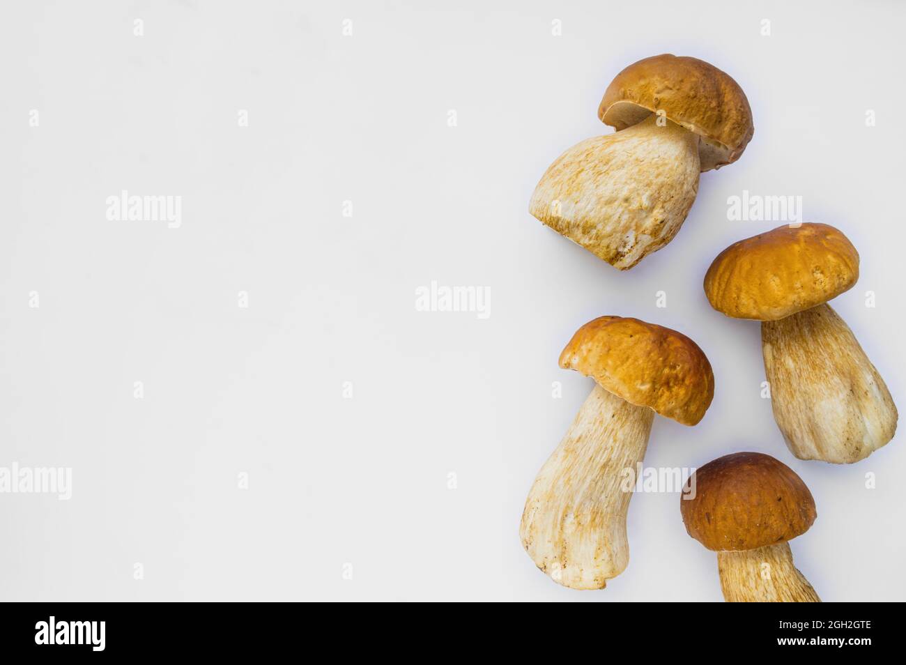 Studio shot of isolated fresh brown delicious autumn vegetarian white boletus mushrooms at the right on white background with copy space Stock Photo