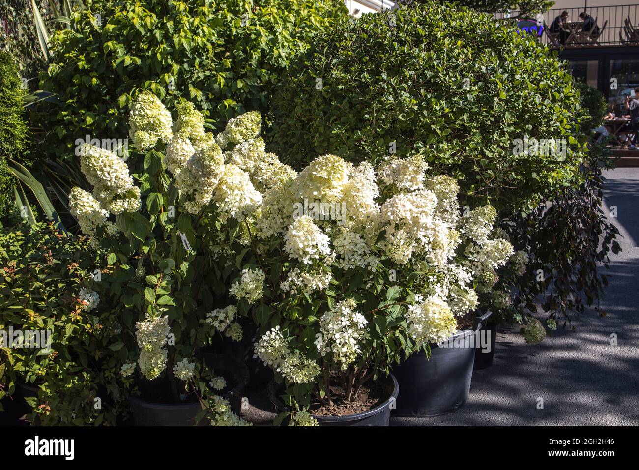Saint Petersburg, Herb garden at the New Holland Island Stock Photo Alamy