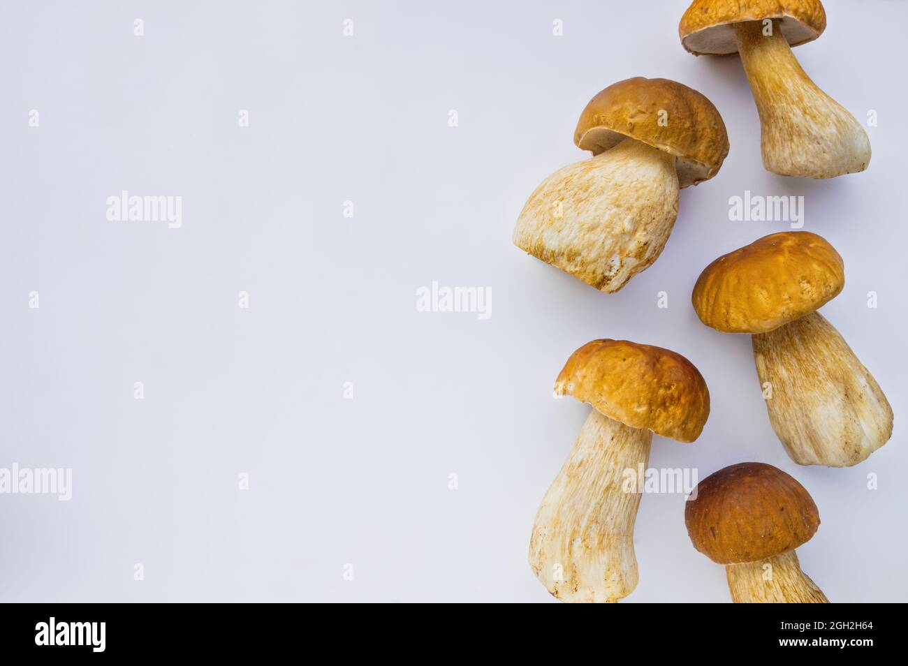 Studio shot of isolated fresh brown delicious autumn vegetarian white boletus mushrooms at the right on white background with copy space Stock Photo