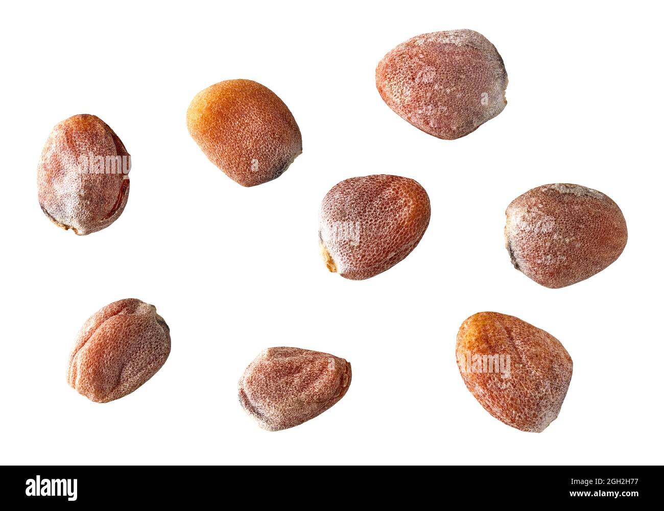 radish seeds macro isolated on white background Stock Photo