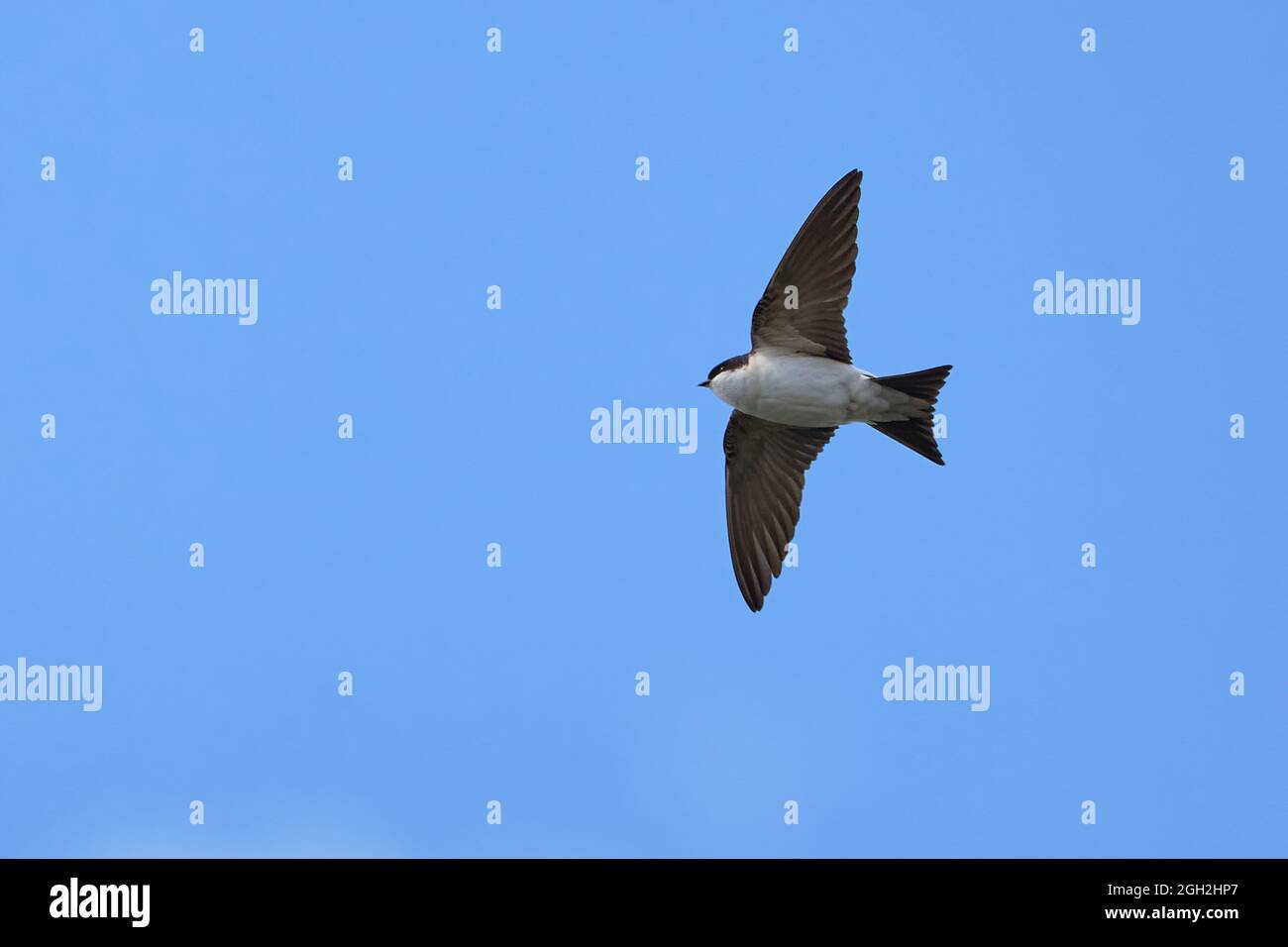 Common house martin in flight (Delichon urbicum Stock Photo Alamy