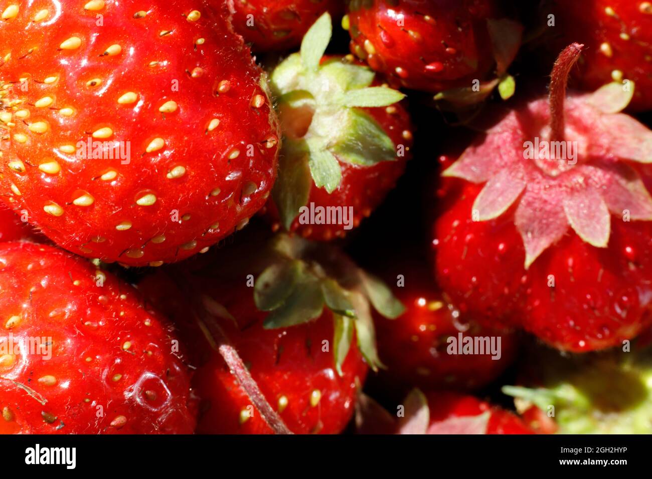 Industrial cultivation of strawberry plant. Ripe red fruits strawberry ...
