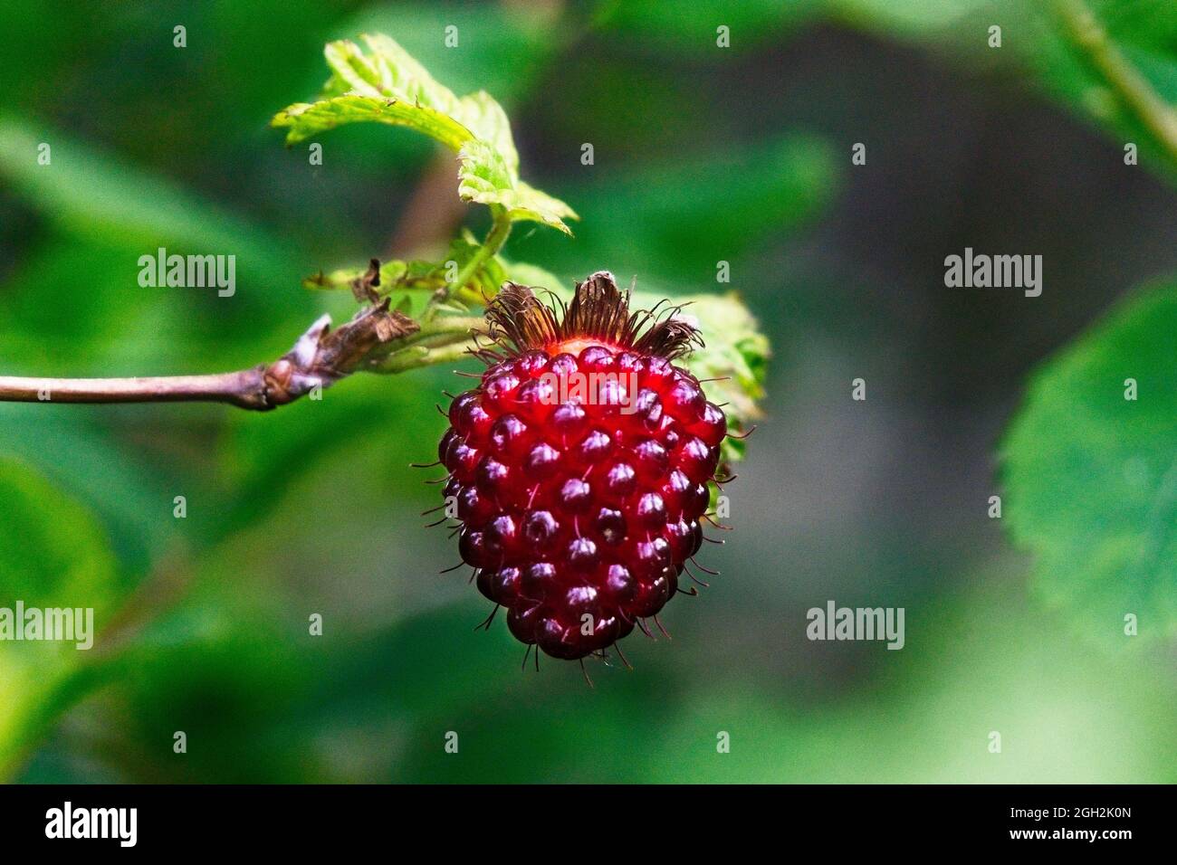 Rv texture hires stock photography and images Alamy