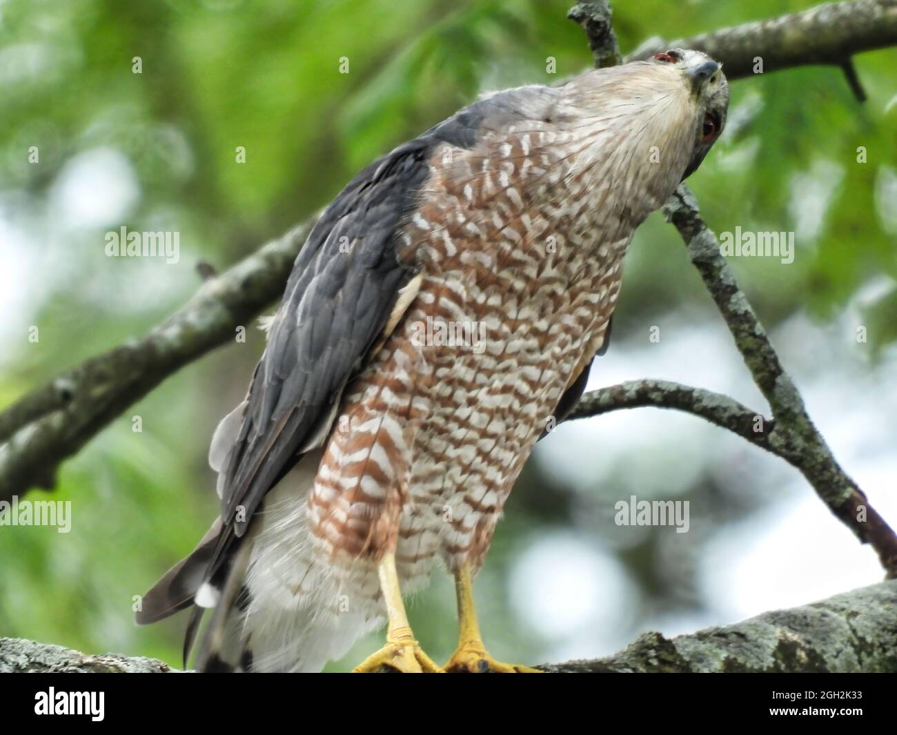 Hawk Looking Up: A Copper's hawk perched in a tree looking up into the tree Stock Photo