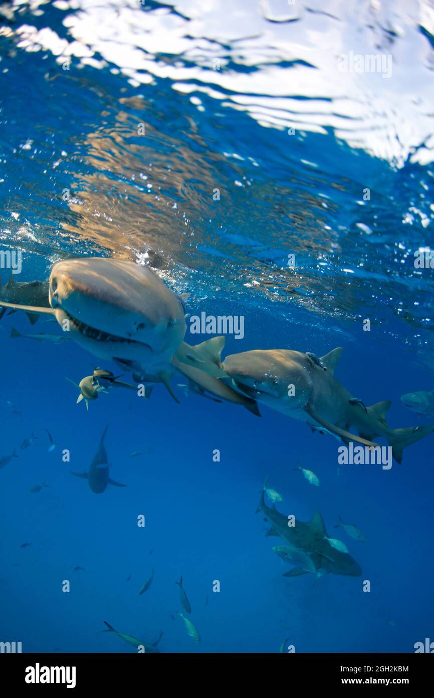 Lemon Sharks (Negaprion brevirostris) Right Beneath the Surface, Split Shot. Tiger Beach, Bahamas Stock Photo