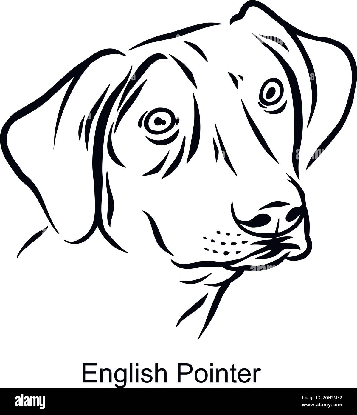 English Pointer Portrait Dog in Line style - Pet Portrait in Light Style head isolated on white - vector stock Stock Vector