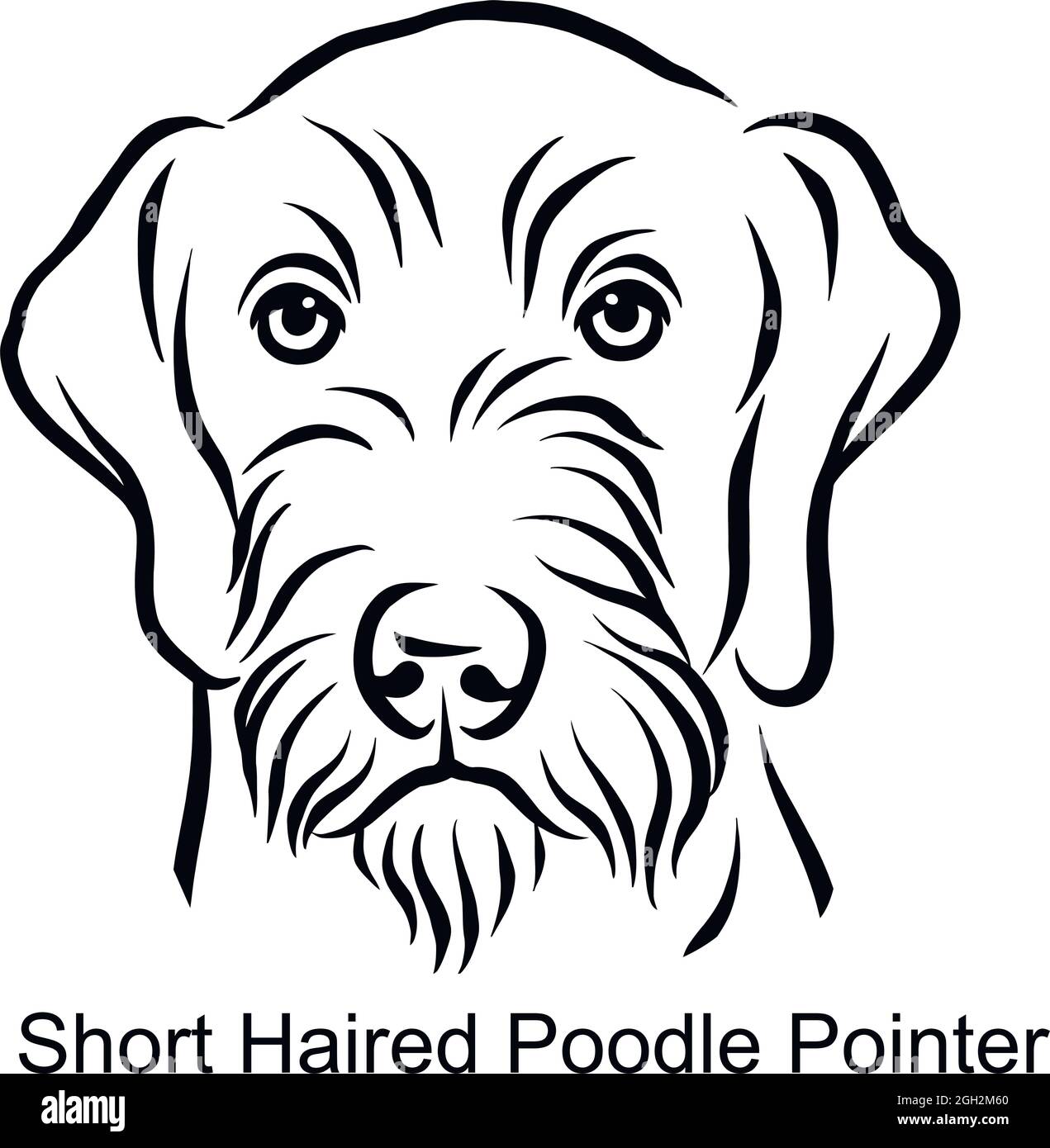 Short Haired Poodle Pointer Portrait Dog in Line style - Pet Portrait in Light Style head isolated on white - vector stock Stock Vector