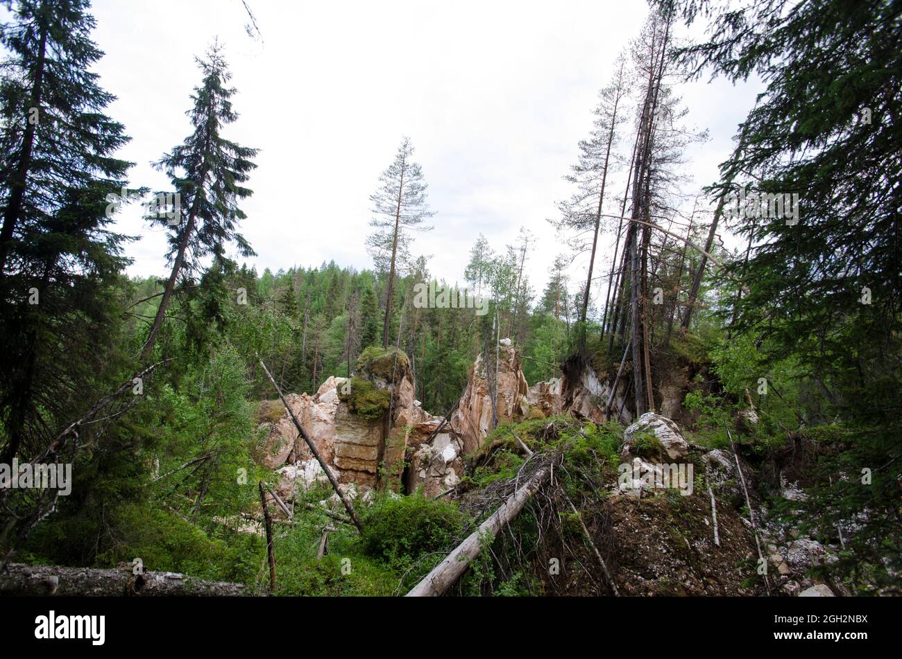Trees on the cliff. Windbreak. Rocks with pine trees Stock Photo - Alamy