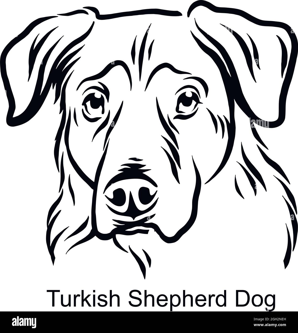 Turkish Shepherd Dog Portrait Dog in Line style - Pet Portrait in Light Style head isolated on white - vector stock Stock Vector